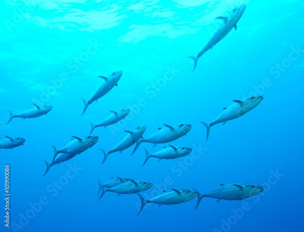 Obraz イソマグロの群れ