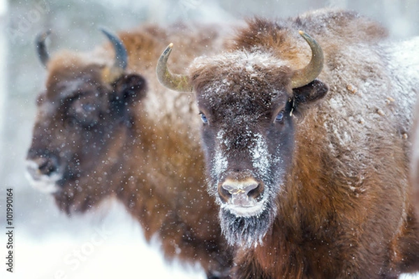 Obraz Two Bison