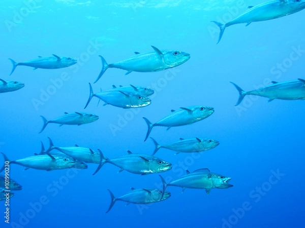 Obraz イソマグロの群れ