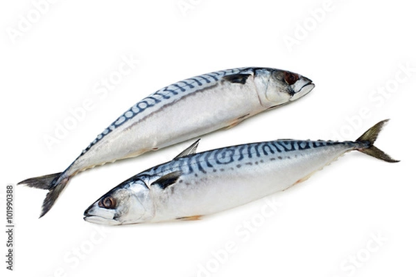 Obraz pair mackerels on a white background isolated