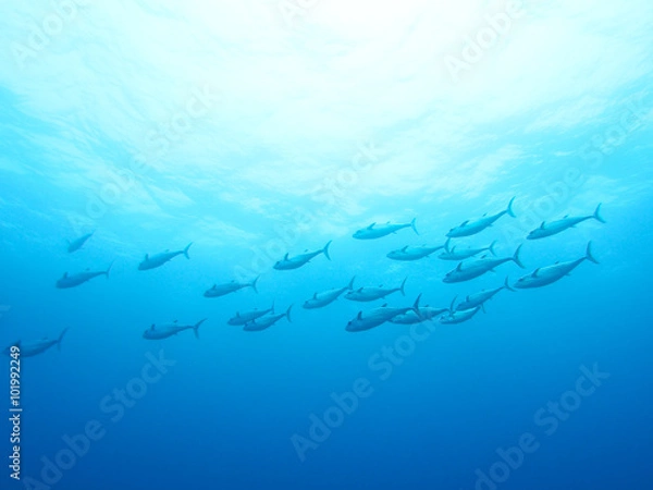 Obraz イソマグロの群れ