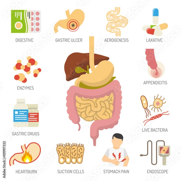 Fototapeta  Digestive System Icons Set 