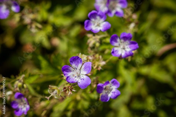 Fototapeta Storchenschnabel