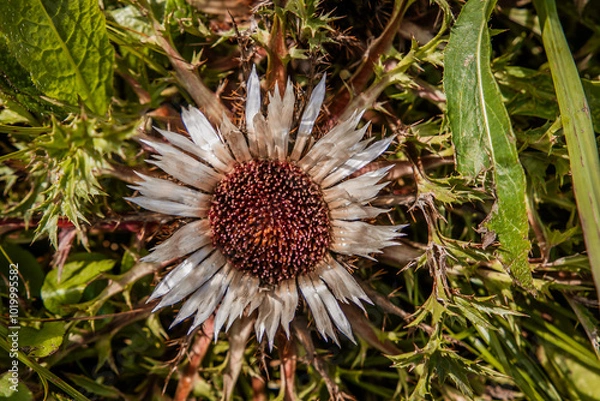 Obraz Silberdistel