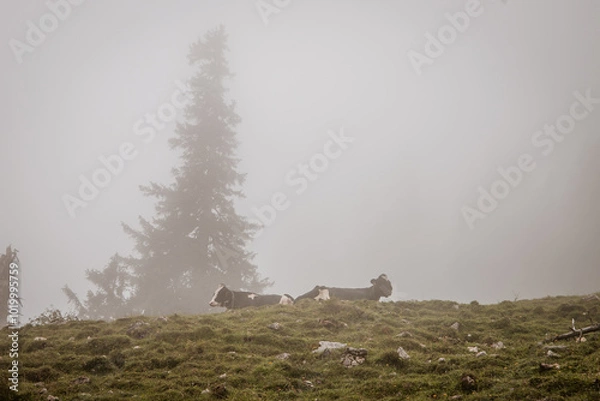 Obraz Kühe in den Bergen