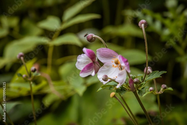 Obraz Fliege auf Knospe