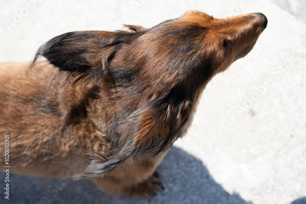 Fototapeta 犬　頭部　頭頂部　耳　頭　室内犬　ミニチュアダックス　ダックスフント