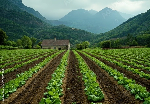 Fototapeta Farmhouse & Field.