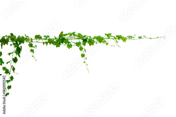 Obraz vine frame leaf vine circle Isolate on transparent background PNG file