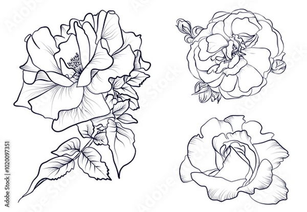 Obraz a set of black and white hand-drawn roses vector illustration
