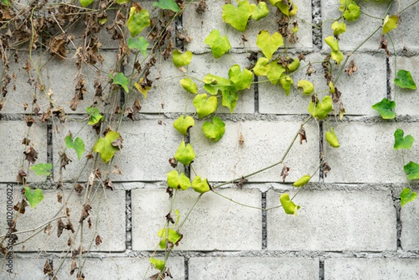 Fototapeta A brick wall covered in ivy and dead leaves. The ivy is growing up the wall, with some leaves still green and others brown. The wall appears to be old and weathered