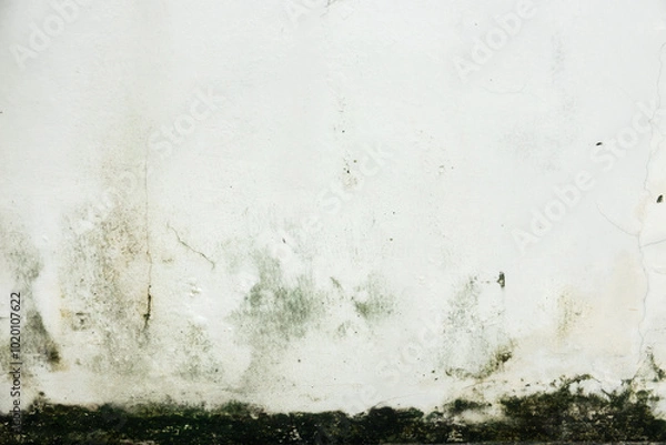 Obraz A wall covered in green mold and mildew. The wall is white and the mold is growing on it