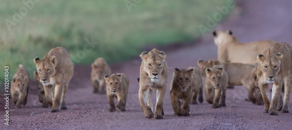 Obraz Duma afrykańskich lwów w kraterze Ngorongoro w Tanzanii