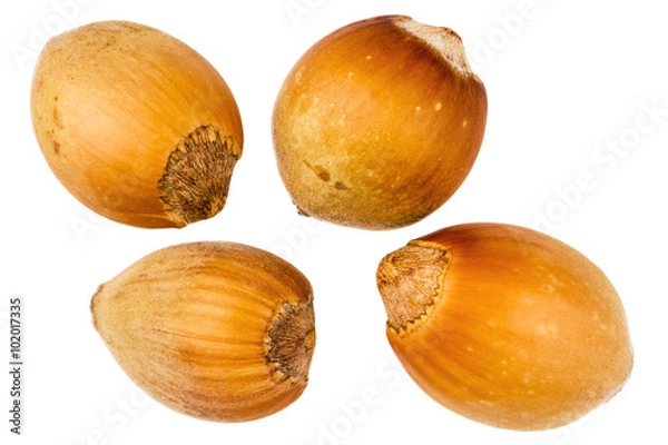 Fototapeta Four forest hazelnuts