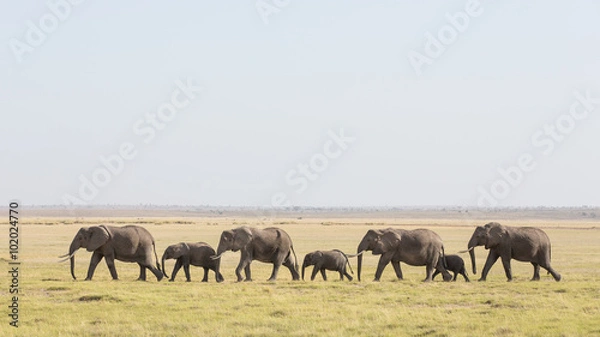 Obraz A line of African Elephants walking through Amboseli in Kenya