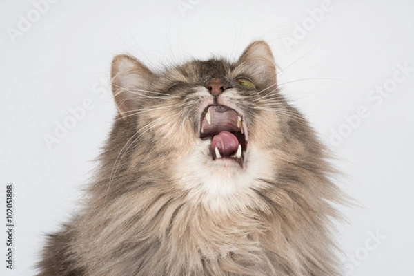 Fototapeta Cat sneezes making funny expression. Sick cat needs treatment. Cat with white chin isolated on white background. 