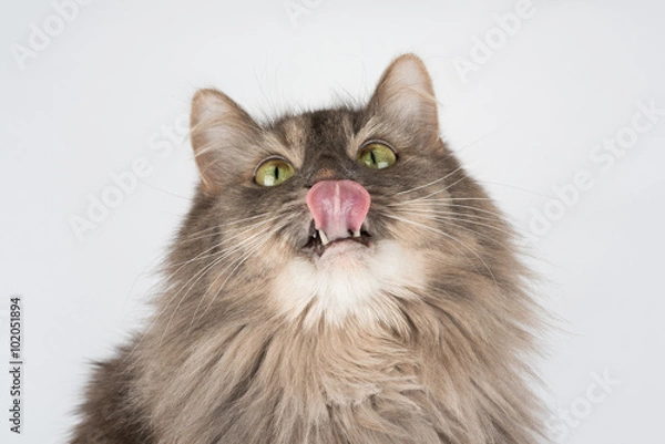 Obraz Cat with pink tongue waiting for treats isolated on white background. 