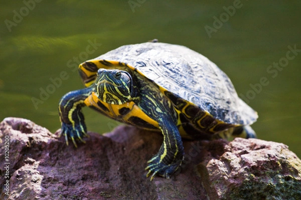 Fototapeta Green and Yellow Turtle sunning it's self on a rock