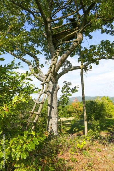 Fototapeta House on tree
