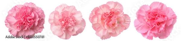 Fototapeta Four delicate pink carnations on a white isolated background, showcasing their soft petals and vibrant color.