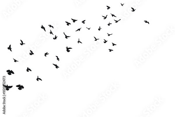 Fototapeta A swarm of birds flies above, silhouette sketch of a flock of birds