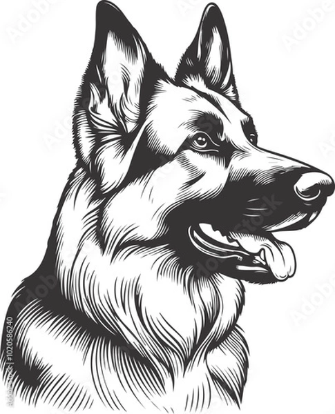 Fototapeta German shepherd dog in different poses on a white background objects silhouette illustration.
