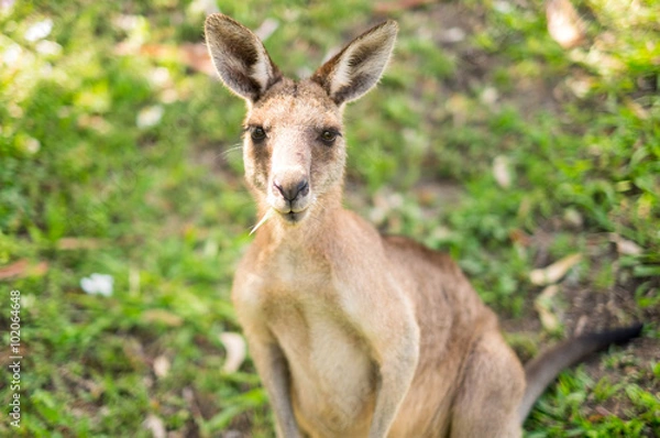 Fototapeta Kangaroo at Open Field