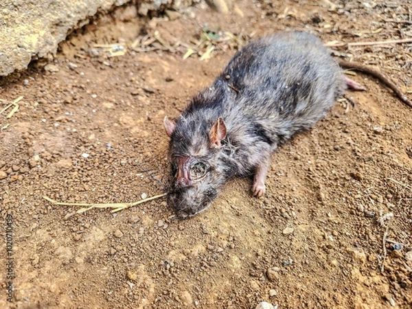 Obraz Dead rat lying on the ground