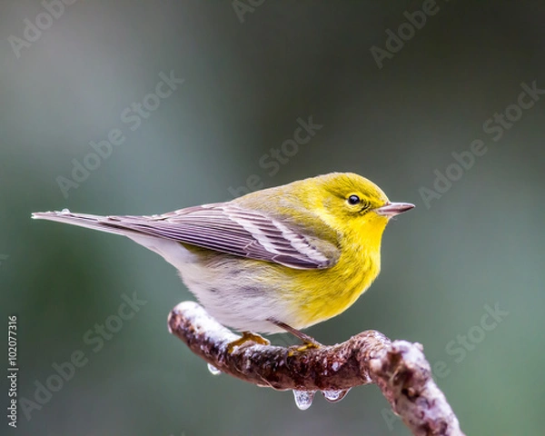 Obraz Pine Warbler