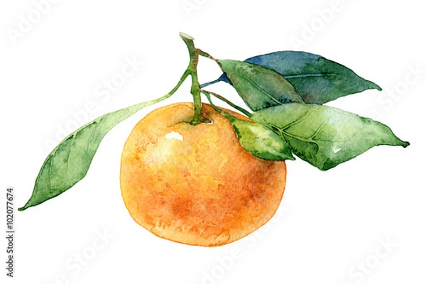 Obraz Single mandarin with leaves