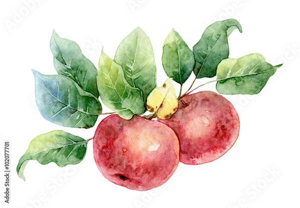 Obraz Two red watercolor apples