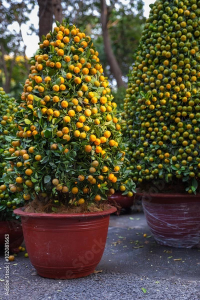 Obraz Tet Kumquat drzewa symbole wakacji w Nowym Roku Księżycowym na targu ulicznym, Ho Chi Minh City, Wietnam.