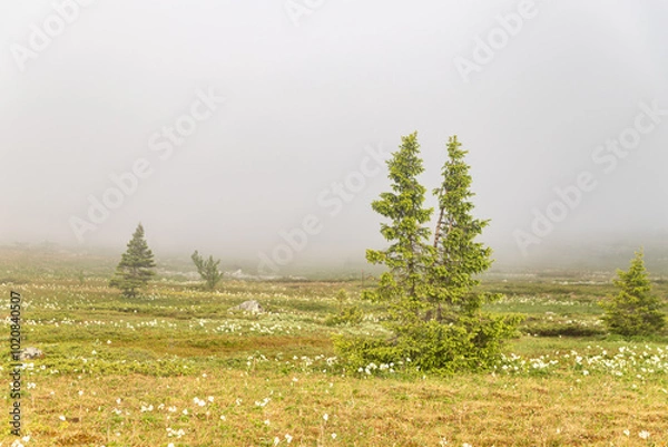 Obraz pine trees in the fog