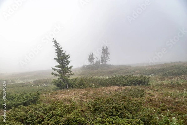 Obraz pine trees in the fog