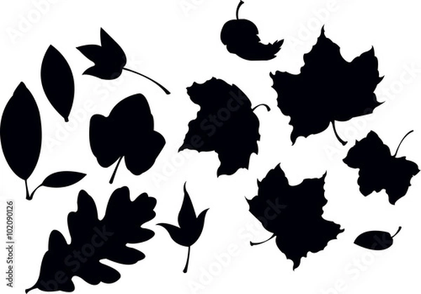 Obraz leaf set