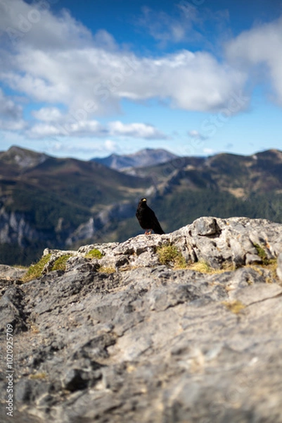 Obraz A solitary black bird perched on a rocky cliff edge. The bird is facing away from the camera, with a majestic mountain range and a clear blue sky with fluffy clouds in the background. 