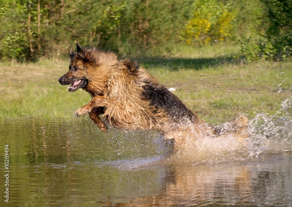 Obraz Schaeferhund im Wasser