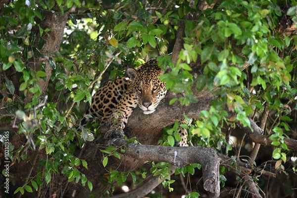 Fototapeta Close-up of a jaguar resting hidden in a tree, surrounded by dense foliage