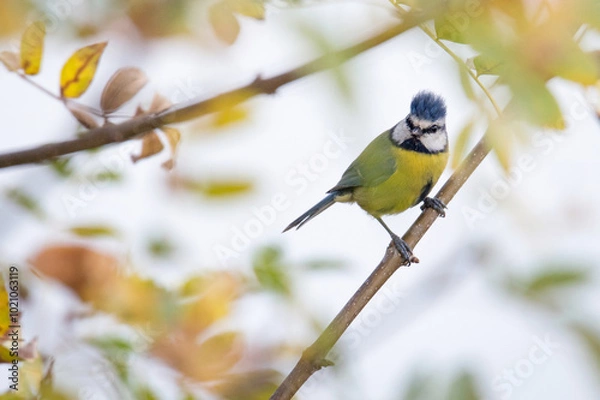 Obraz Ave pousada em ramo.