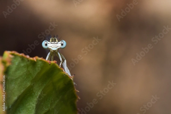 Obraz libelula com olhos grande a olhar para a camera