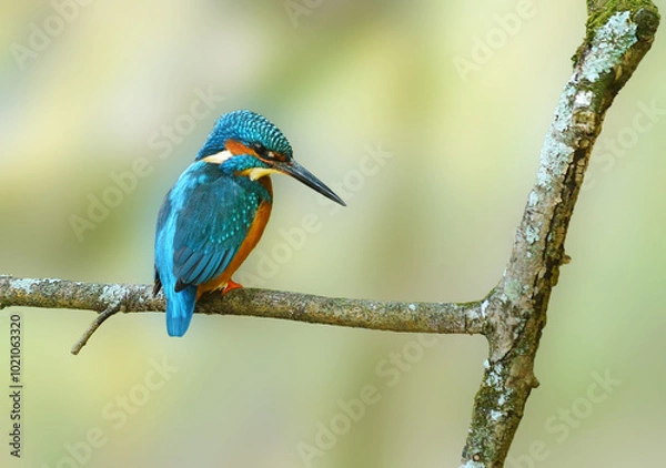 Fototapeta Ave pousada em ramo.