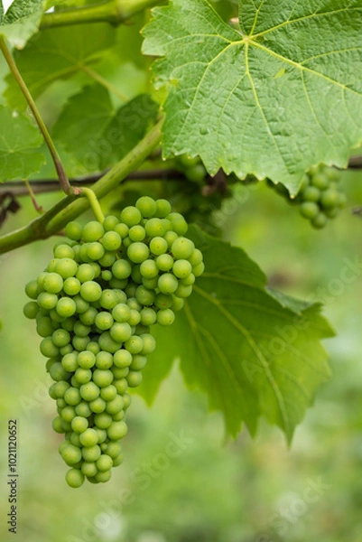 Fototapeta Detail grapes of the vine in the time before locking
