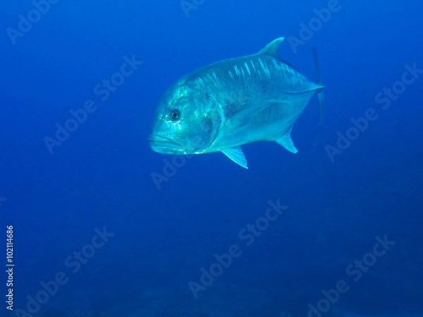 Fototapeta ロウニンアジ