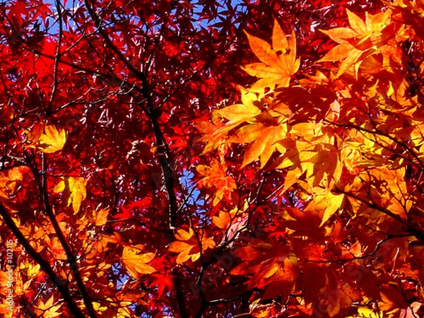 Obraz automne coréen 5