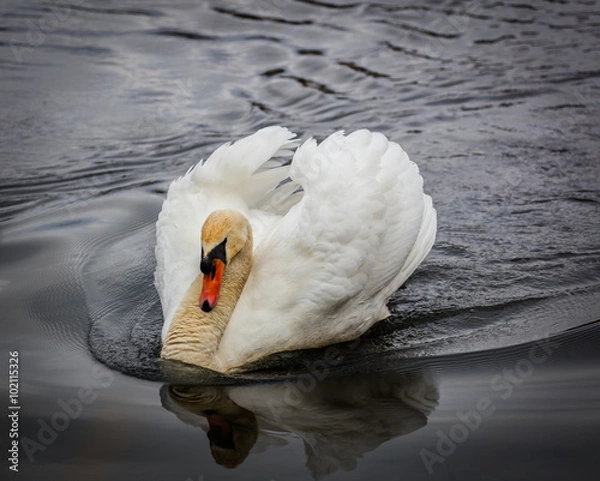 Obraz łabędź, cygnini, cygnus