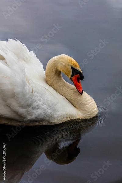 Fototapeta łabędź, cygnini, cygnus
