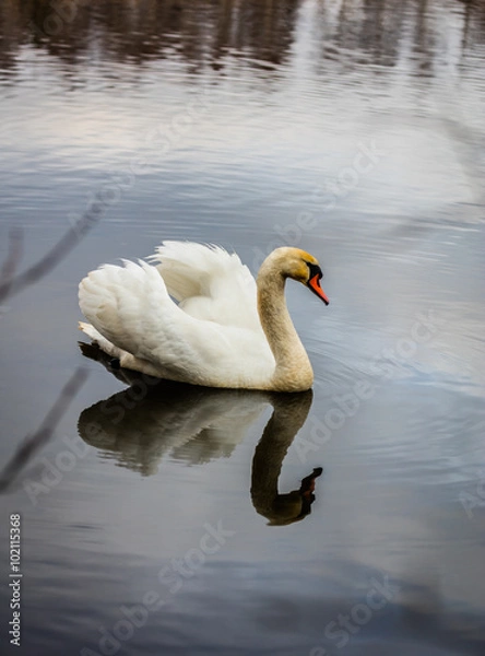Obraz łabędź, cygnini, cygnus