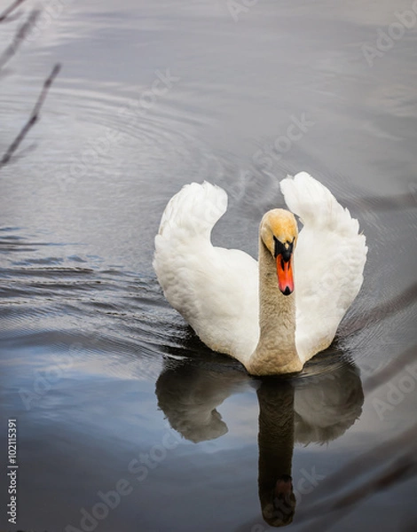 Obraz łabędź, cygnini, cygnus