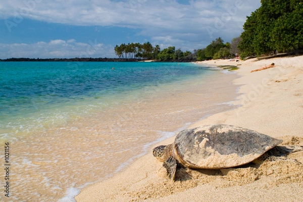 Fototapeta turtle on the tropical beach