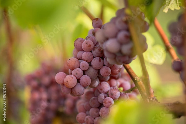 Obraz Winogrona Pinot Gris